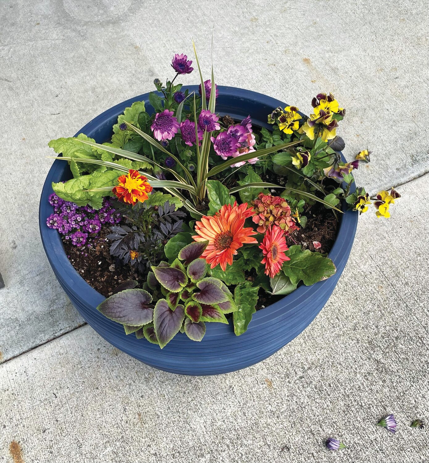 Mixed spring flowers and interesting foliage are featured in one of the container gardens at Avamere in Port Townsend. Containers can be placed on tables or benches within easy reach.